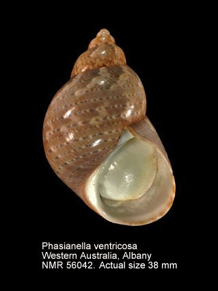 Phasianella ventricosa.jpg - Phasianella ventricosaSwainson,1822
